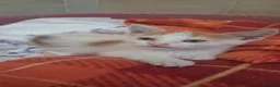 Meticcio cani in regalo: GATTINI DOLCISSIMI - Annuncio 3
