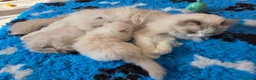 Ragdoll gatti in vendita: Ragdoll cucciola - Annuncio 7