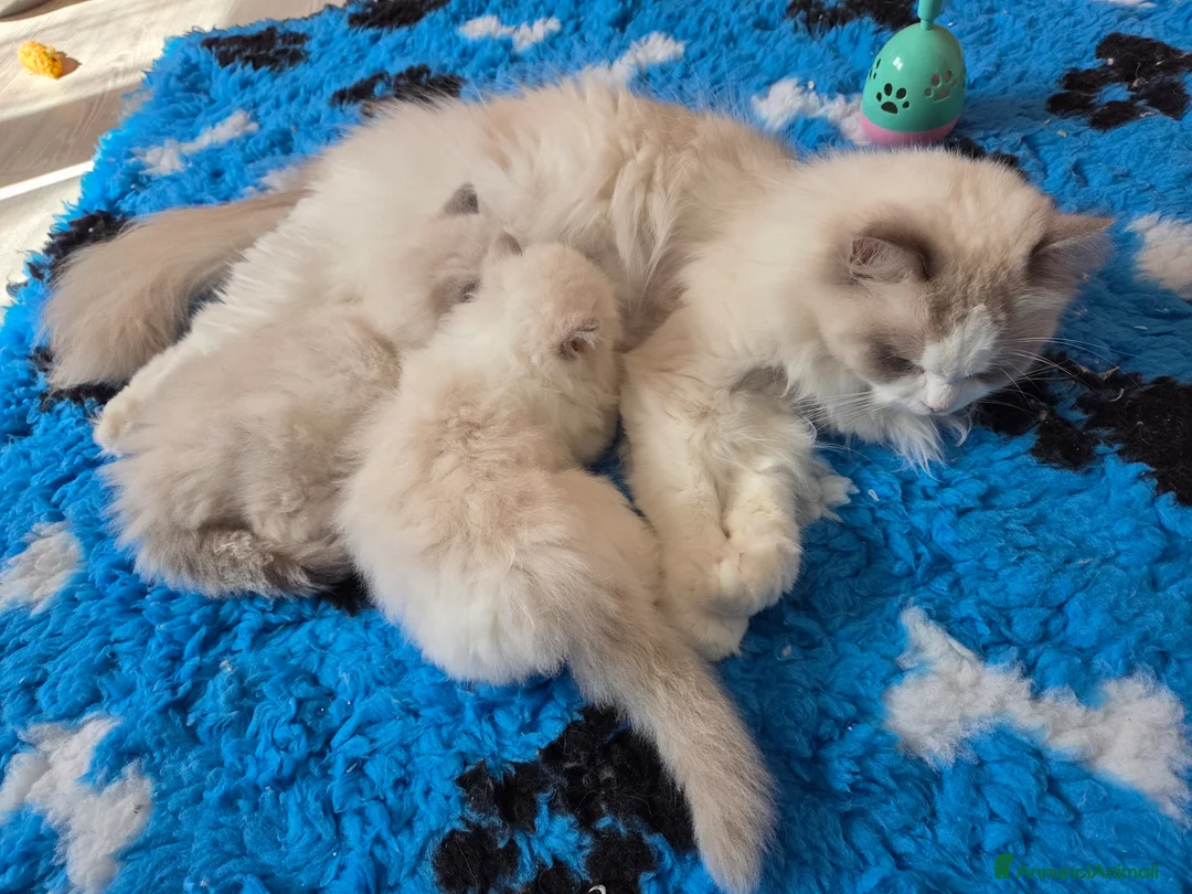 Ragdoll gatti in vendita: Ragdoll cucciola - Annuncio 7