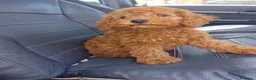 Barboncino Toy cani in vendita: Barboncino toy  - Annuncio 3