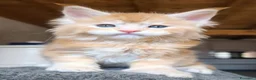 Maine Coon gatti in vendita: Maine coon a Provincia di Vicenza - Annuncio 2