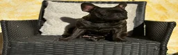 Bulldog Francese cani in vendita: Cuccioli di Bulldog Francese - Annuncio 32