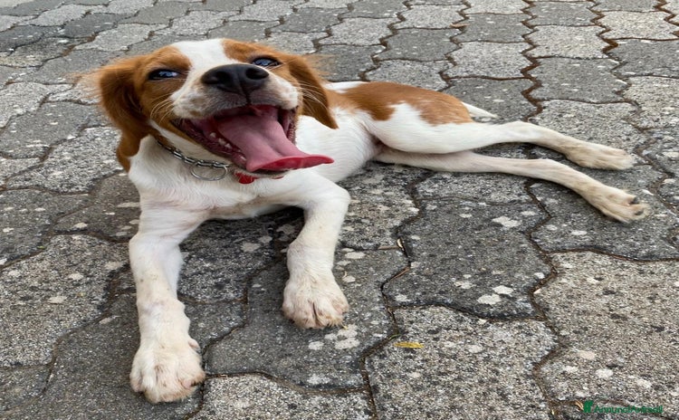 Breton cani a Città Metropolitana di Bari - Annuncio 1