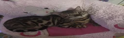 Bengala gatti in vendita: Gatto del Bengala Maschio  - Annuncio 5
