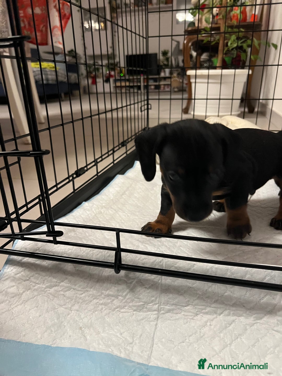 Bassotto cani in vendita: Cuccioli bassotto  - Annuncio 2