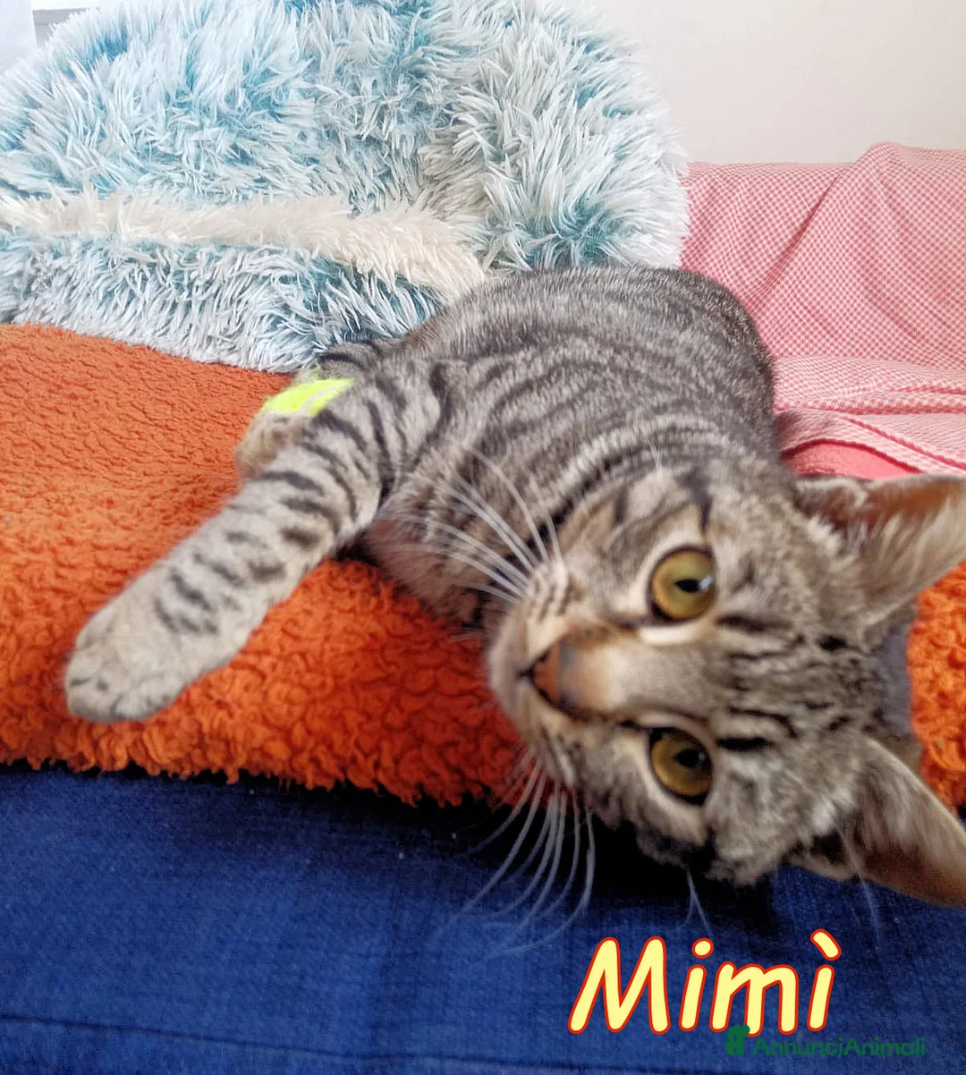 Europeo gatti in regalo: DOLCISSIMA GATTINA MIMI' - Annuncio 2