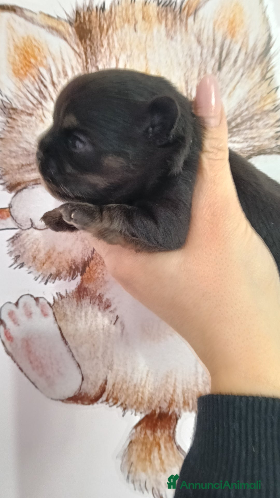 Chihuahua cani in vendita: Cuccioli di chihuahua  - Annuncio 2
