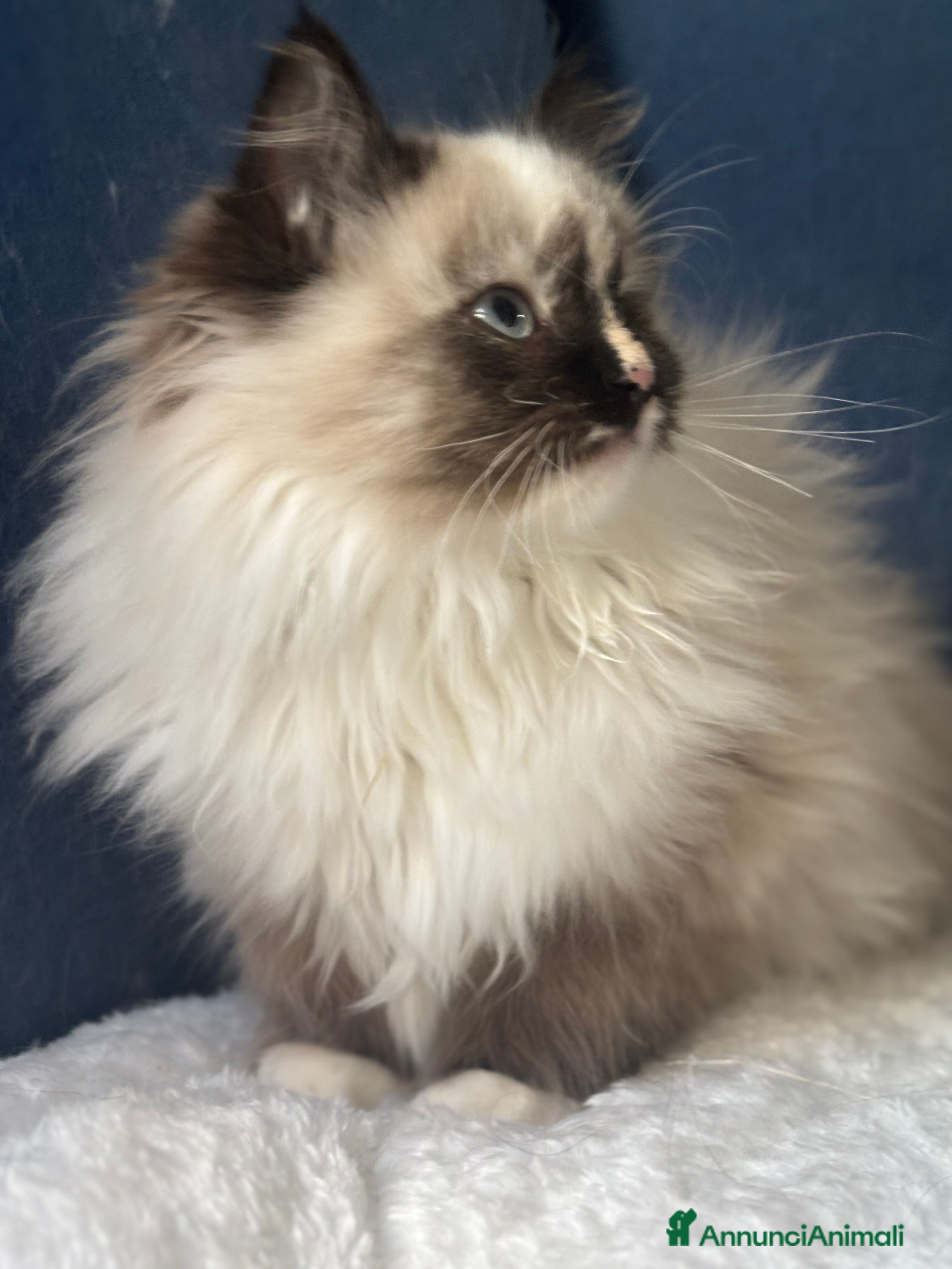 Siberiano gatti Dolcissima gattina siberiana ipoallergenica - Annuncio 4