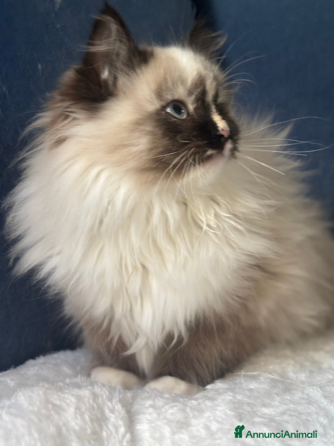 Siberiano gatti in vendita: Dolcissima gattina siberiana ipoallergenica - Annuncio 1