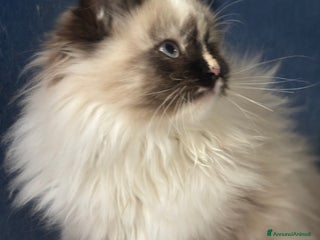 Siberiano gatti Dolcissima gattina siberiana ipoallergenica - Annuncio 4