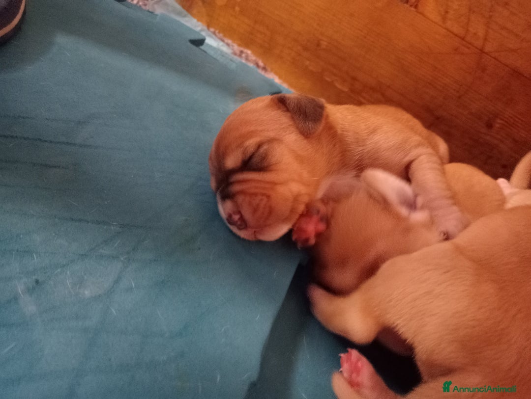 Meticcio cani in vendita: Cuccioli di Amstaff  - Annuncio 3