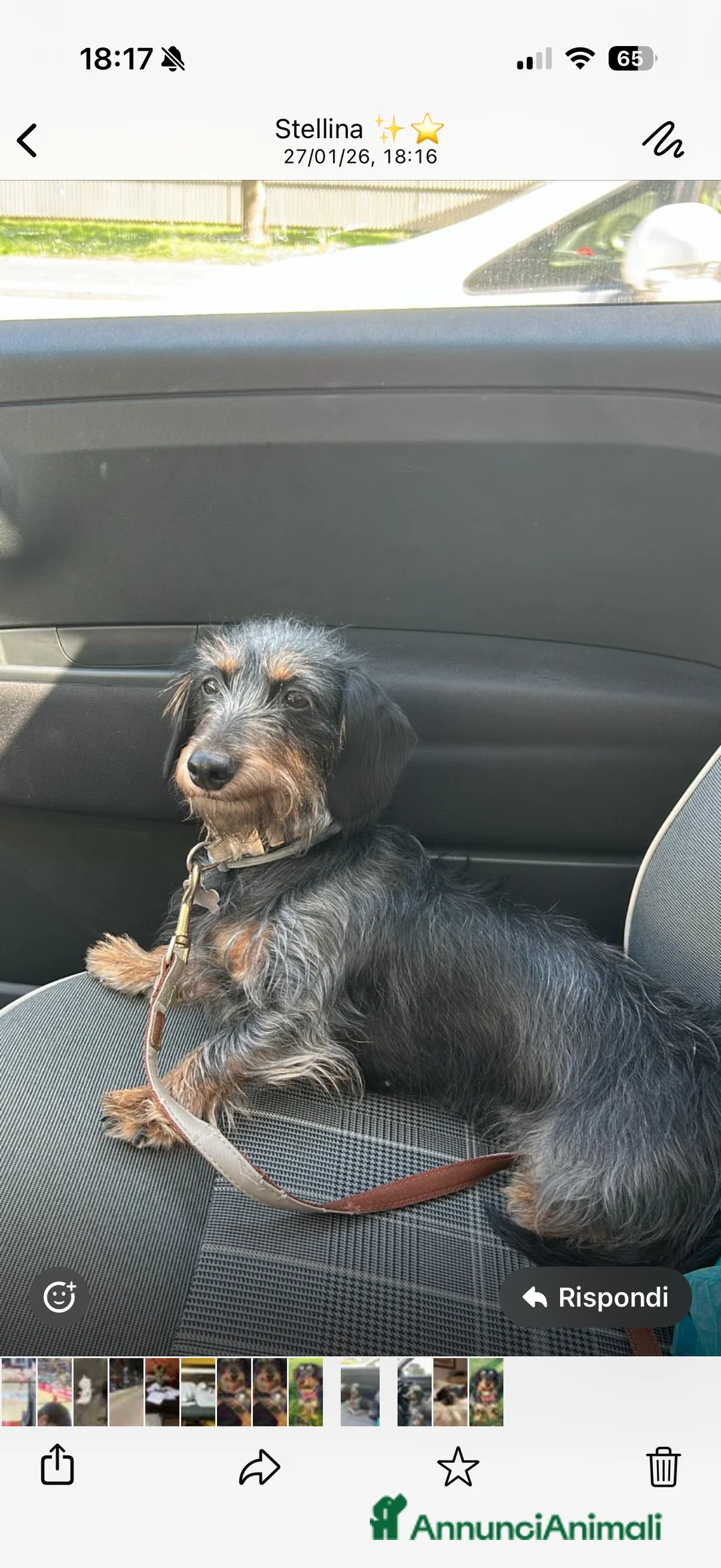 Bassotto cani per accoppiamento: Isotta cerca fidanzato  - Annuncio 5