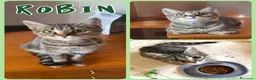 Europeo gatti in regalo: Gattini cercano famiglia!  a Provincia di Vicenza - Annuncio 1
