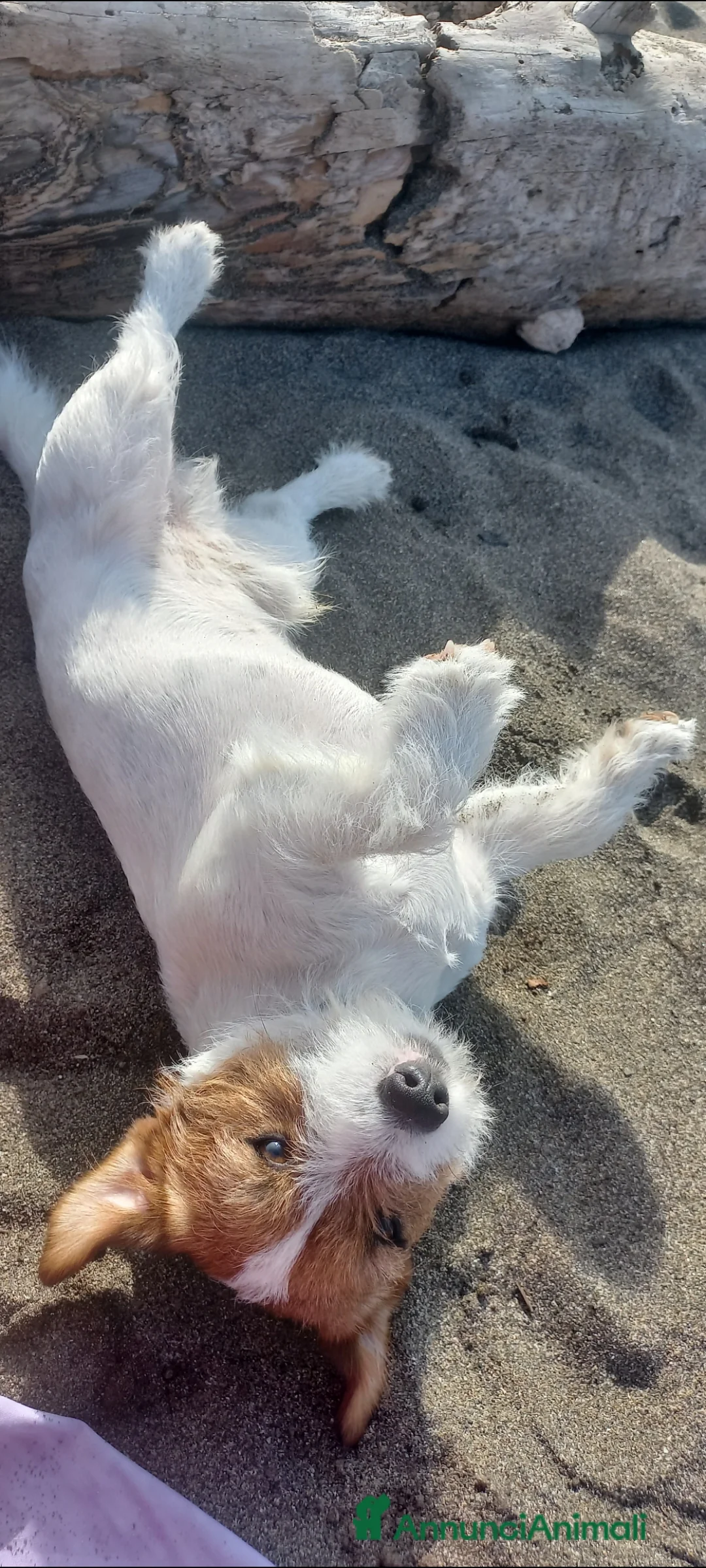 Jack Russell cani per accoppiamento: Stallone Jack Russell con pedigree   - Annuncio 3