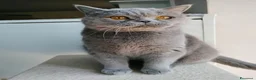 British gatti in vendita: British femmina rehoming - Annuncio 5