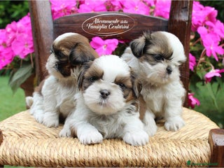 Shih Tzu cani Adorabili ShihTzu con Pedigree a Città Metropolitana di Bologna - Annuncio 21