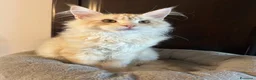 Maine Coon gatti in vendita: Maine Coon  - Annuncio 3
