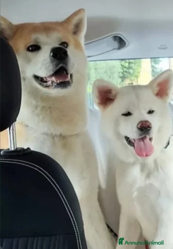 Immagine della galleria {{count}}