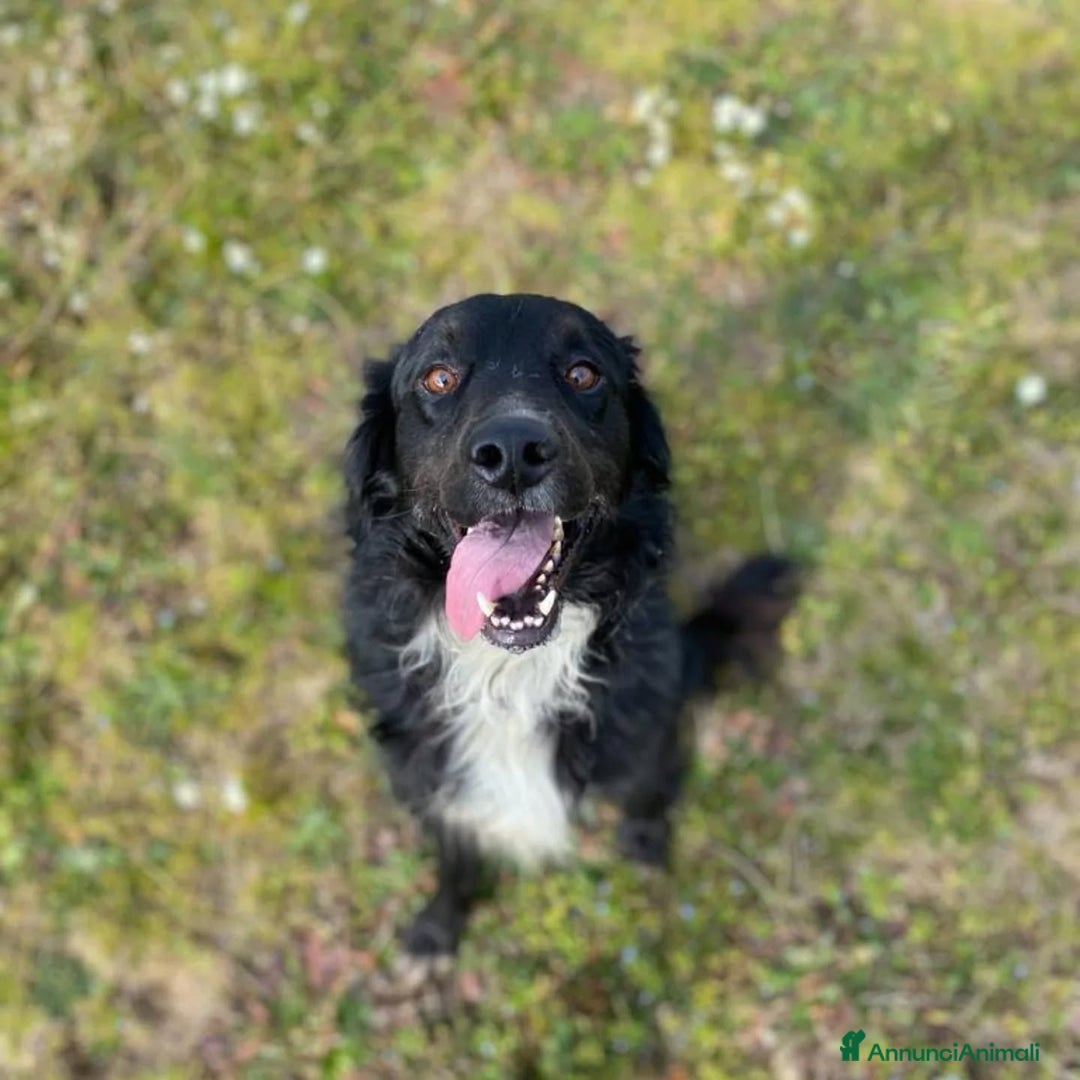 Meticcio cani in regalo: PRINCE dolce e sfortunato cerca adozione!!! - Annuncio 2