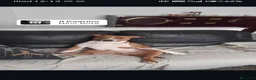 American Bully cani per accoppiamento: Cerco cane femmina per accoppiamento  - Annuncio 7