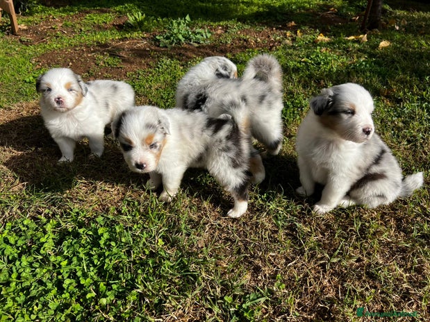 Australian Shepherd cani - Annuncio 1