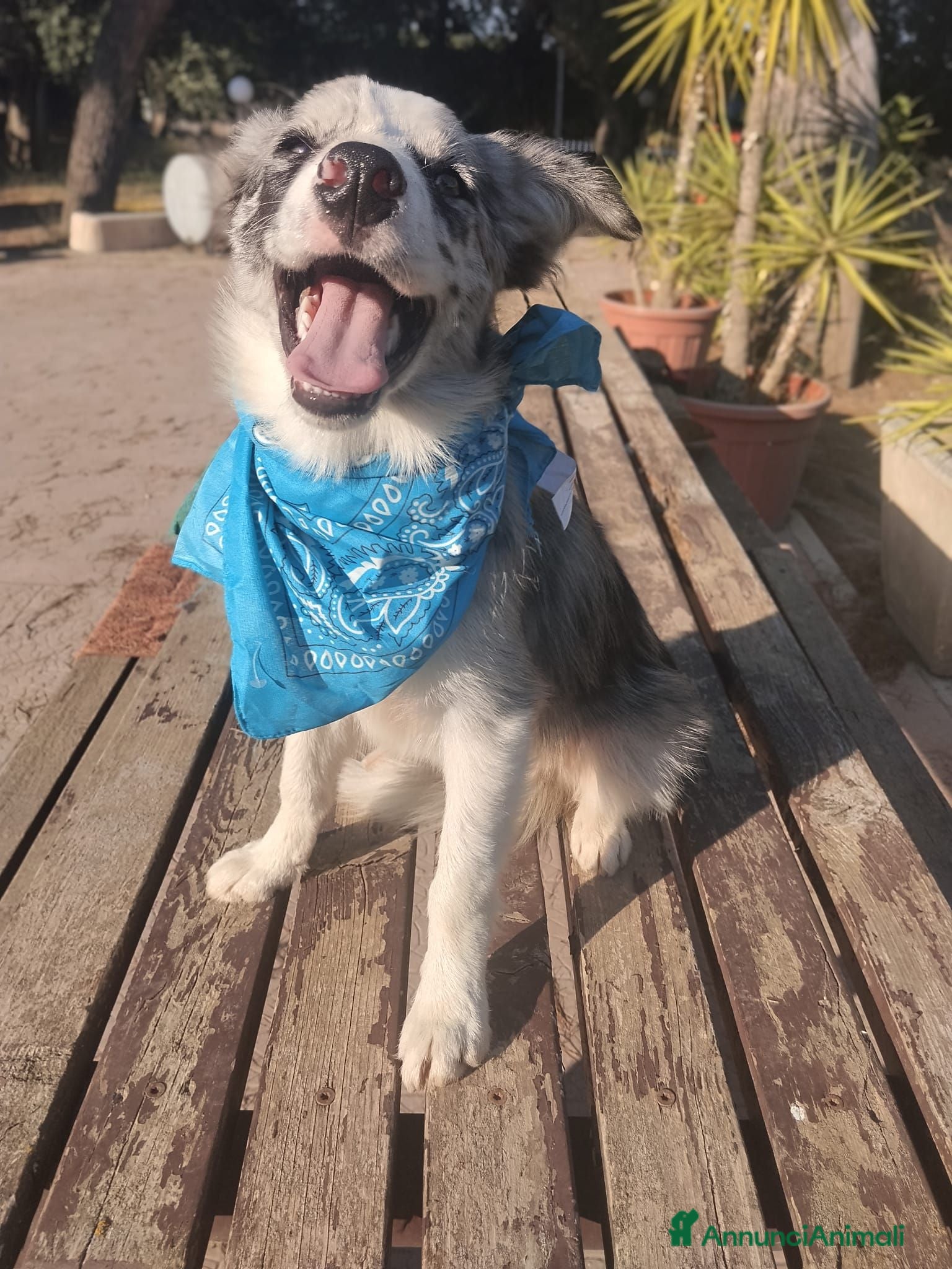 Border Collie cani Cuccioli di Border collie - Annuncio 32