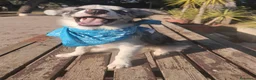 Border Collie cani in vendita: Cuccioli di Border collie - Annuncio 1