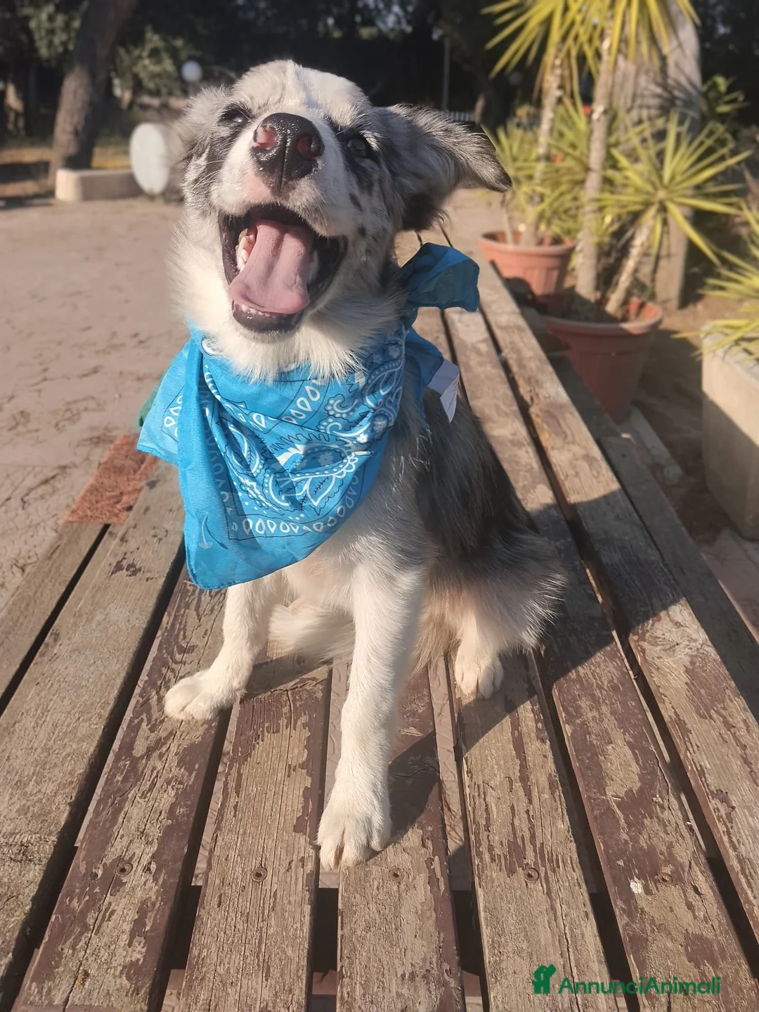 Border Collie cani in vendita: Cuccioli di Border collie - Annuncio 1