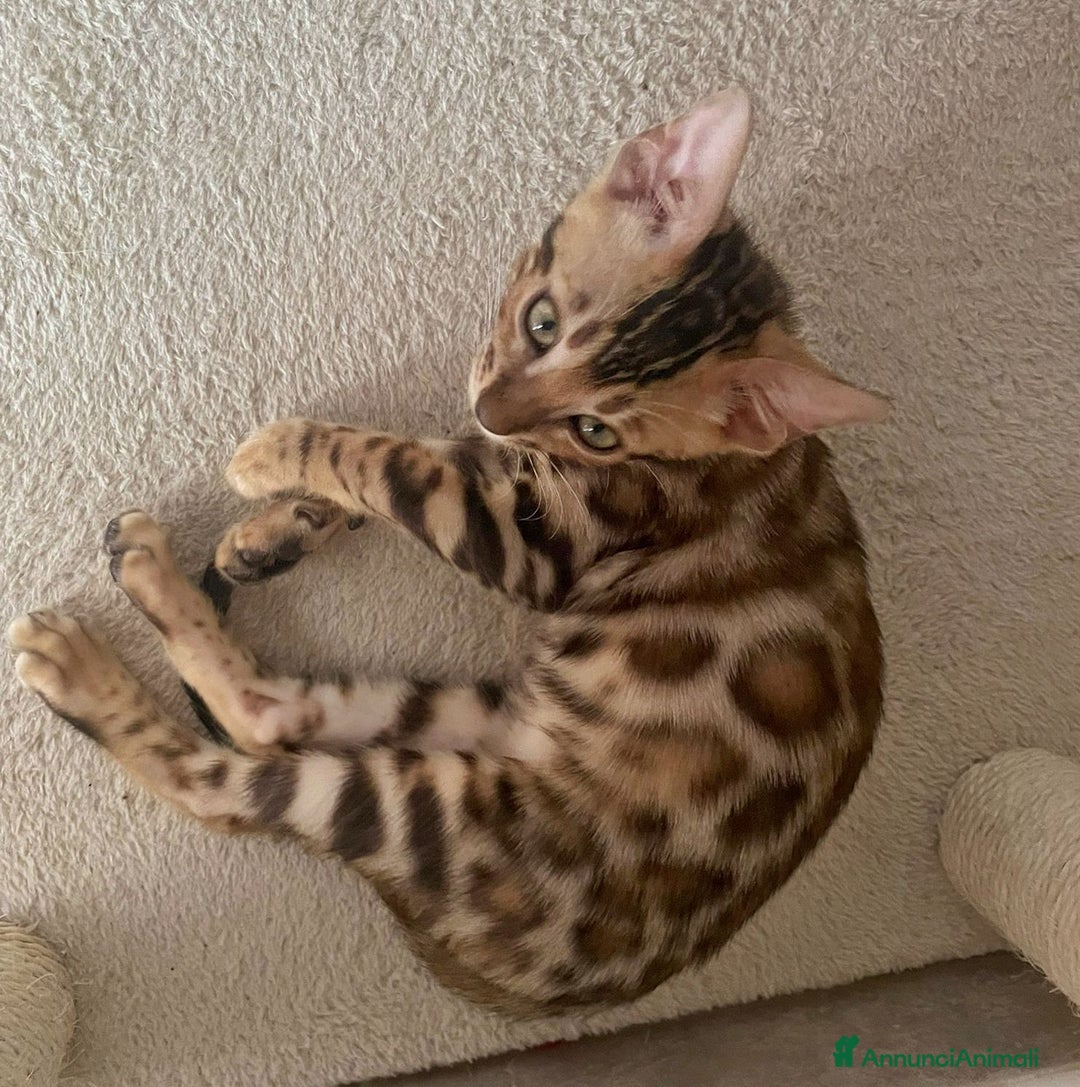 Bengala gatti in vendita: Ultimi tra maschietti di gatto bengala disponibili a Provincia di Sassari - Immagine 5