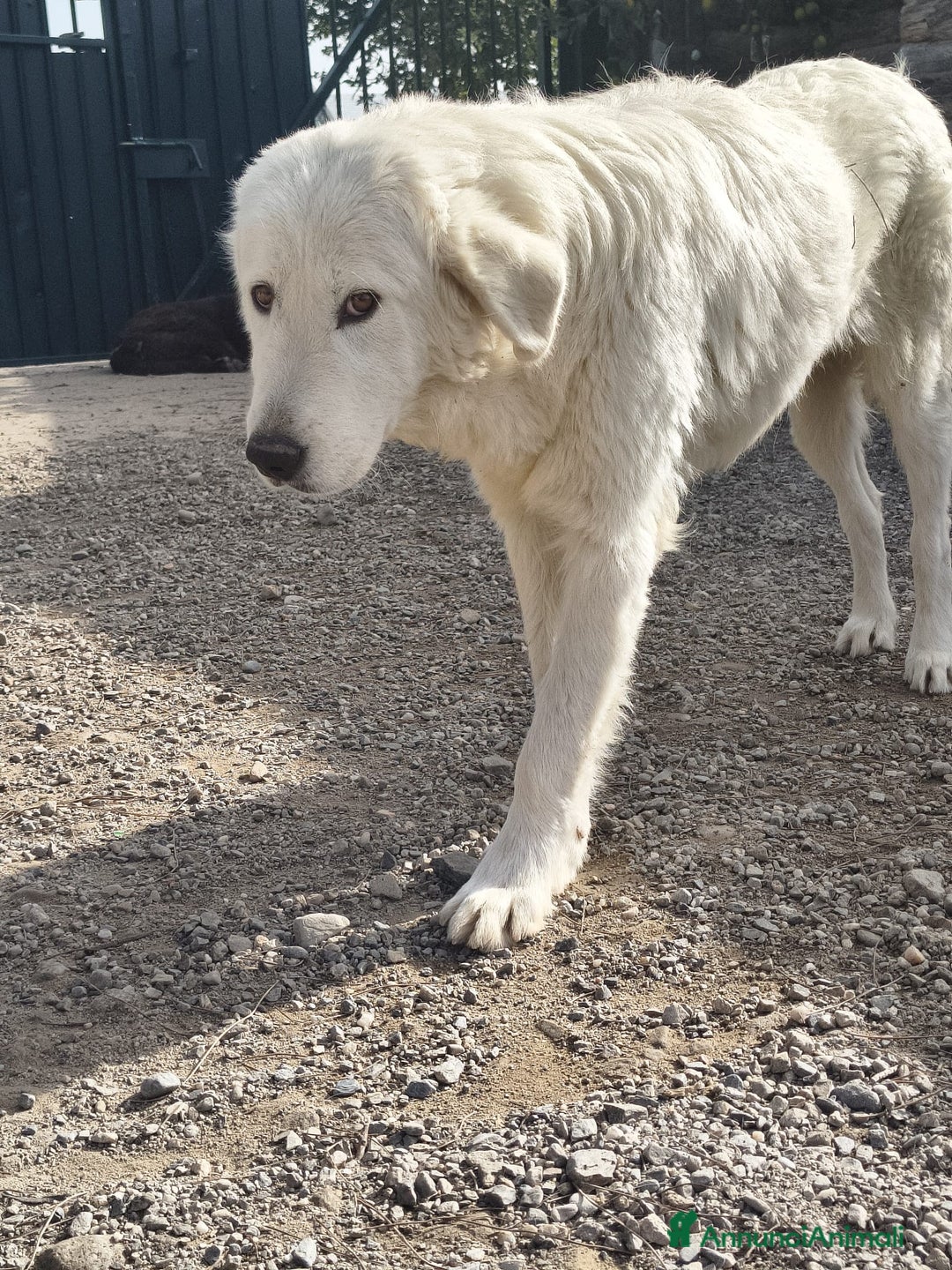 Meticcio cani in regalo: Maeve - Annuncio 9