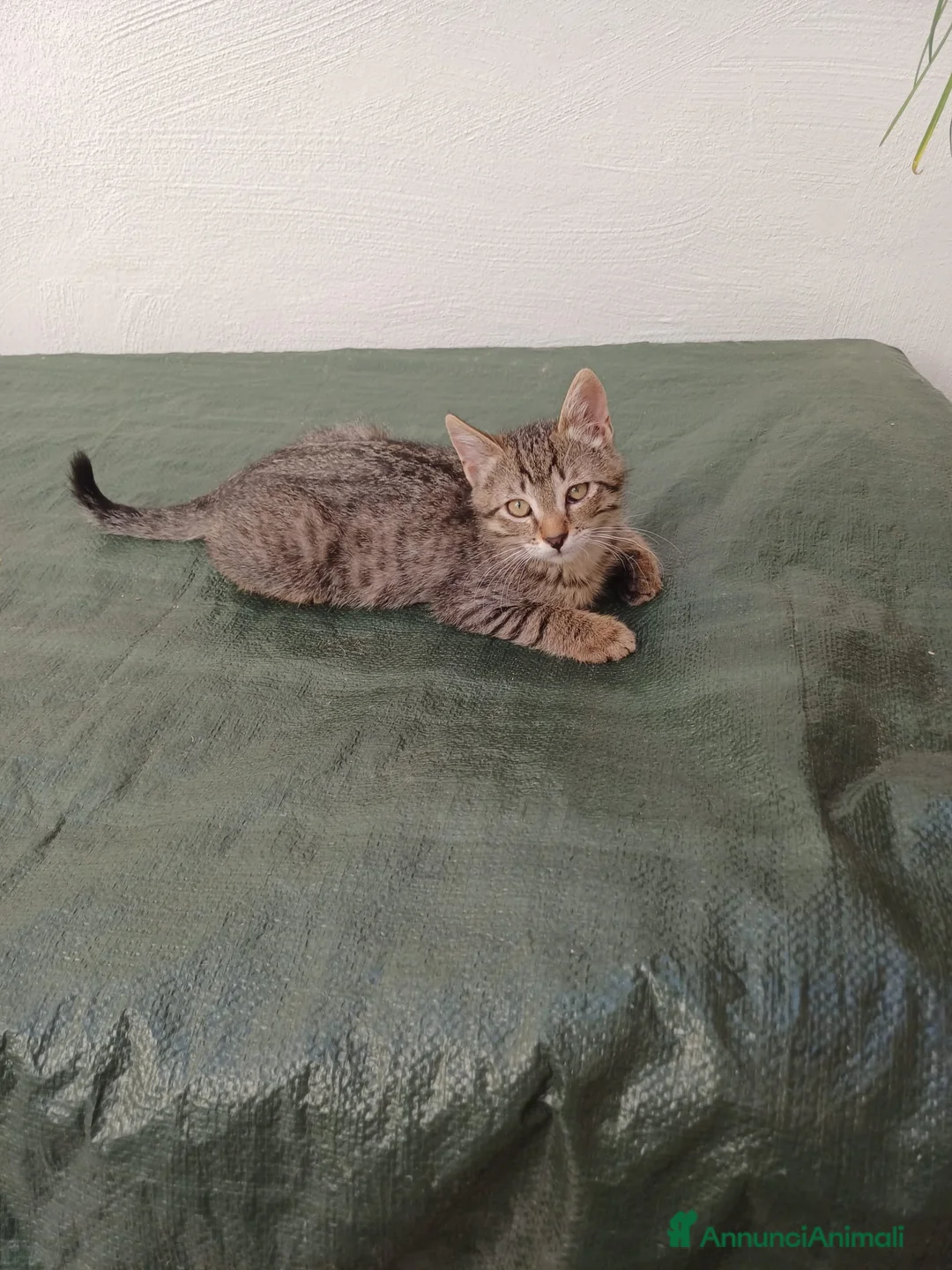 Meticcio gatti in regalo: GATTINI ADORABILI IN CERCA D'AMORE  a Città Metropolitana di Bologna - Annuncio 2