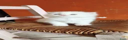 Persiano gatti in vendita: Vendo gatto persiano  - Annuncio 2