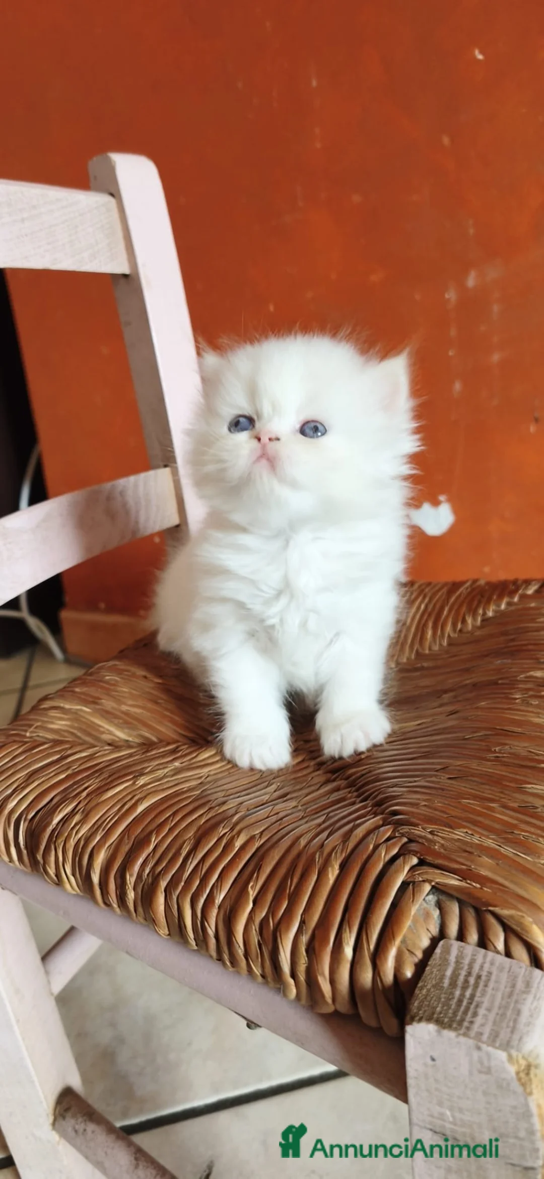 Persiano gatti in vendita: Vendo gatto persiano  - Annuncio 2