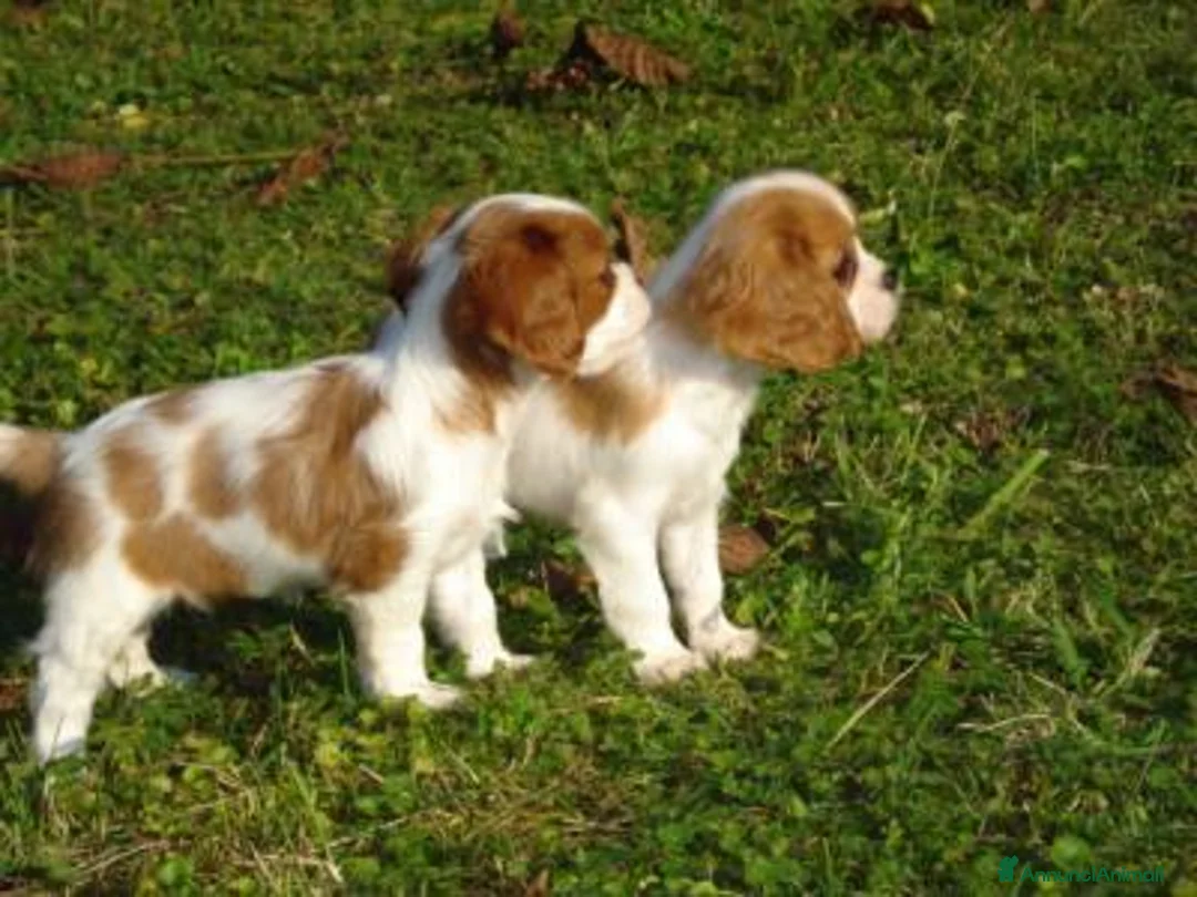 Immagine della galleria {{count}}