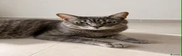 Certosino gatti in regalo: Incrocio certosino di un anno - Annuncio 3