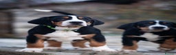 Grande Bovaro Svizzero cani in vendita: Disponibili cuccioli di grande bovaro svizzero - Annuncio 9