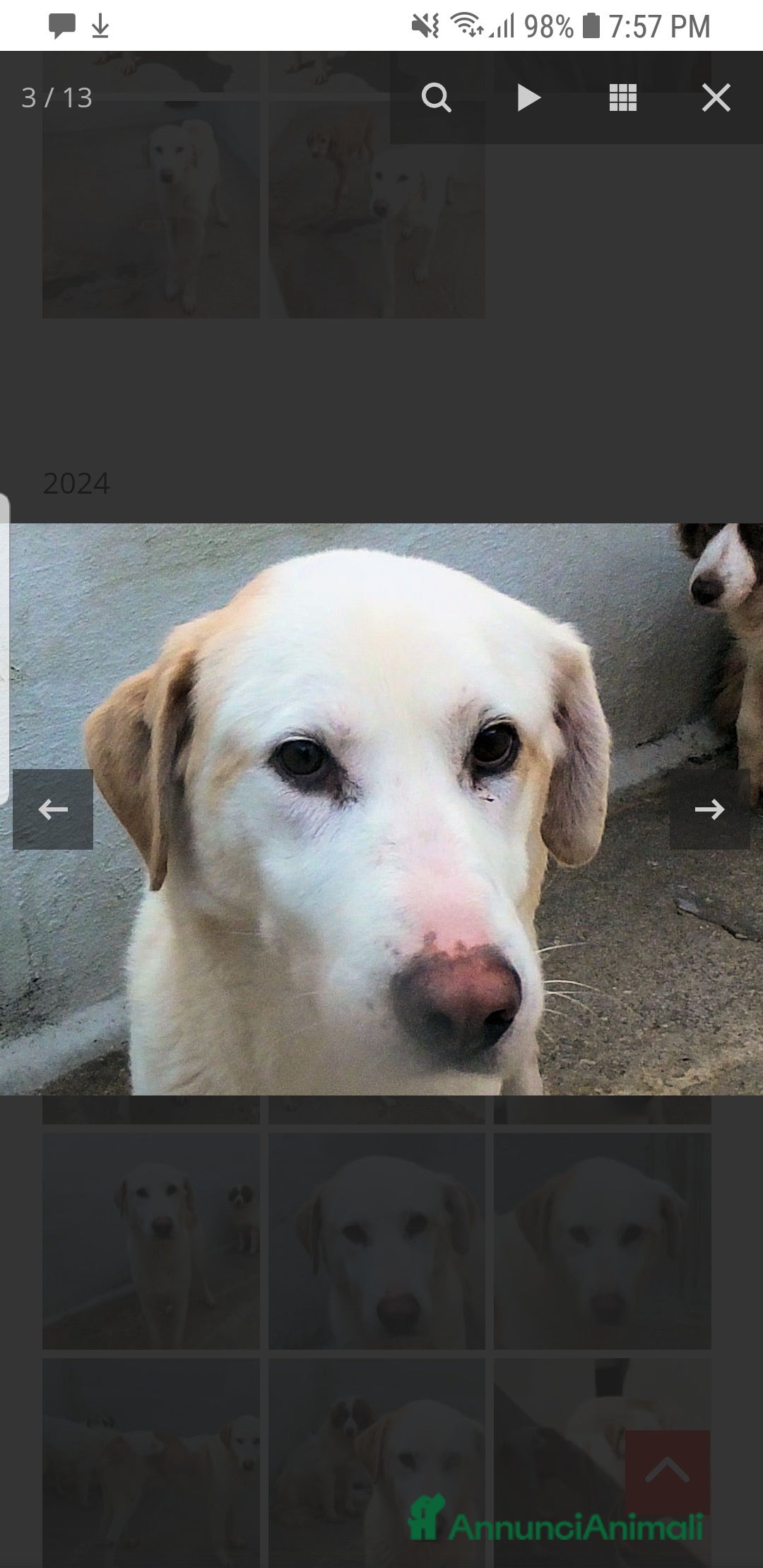 Labrador cani ADOZ.DEL💔:timidino,abbandonato da un anno in box! - Annuncio 2