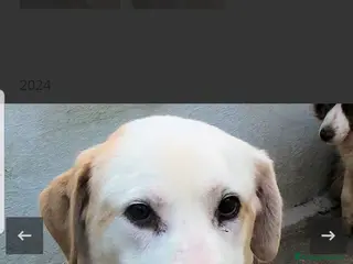 Labrador cani ADOZ.DEL💔:timidino,abbandonato da un anno in box! - Annuncio 2