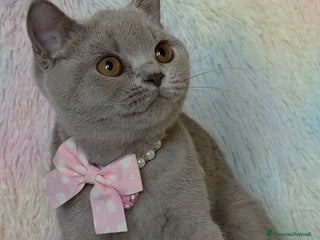 British gatti British shorthair pedigree - Annuncio 35