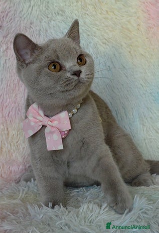British gatti British shorthair pedigree - Annuncio 4