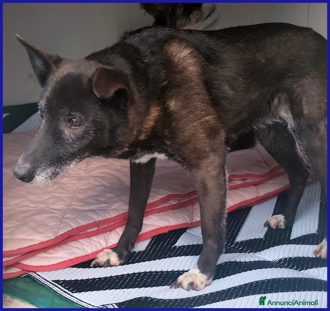 Meticcio cani in regalo: TATA MATILDA 14 ANNI, TUTTA LA VITA IN CANILE  - Annuncio 5