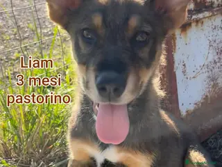 Meticcio cani TROPPI CUCCIOLI ABBANDONATI a Provincia di Verona - Annuncio 21