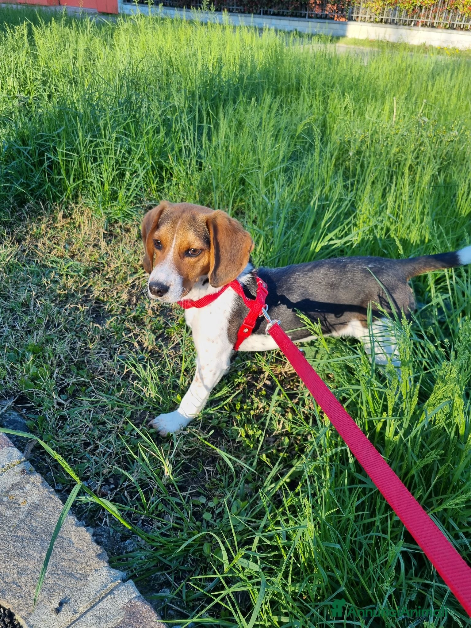 Beagle cani BEAGLE IN ADOZIONE  - Annuncio 3