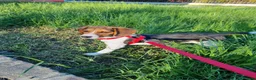 Beagle cani in regalo: BEAGLE IN ADOZIONE  a Provincia di Modena - Annuncio 1