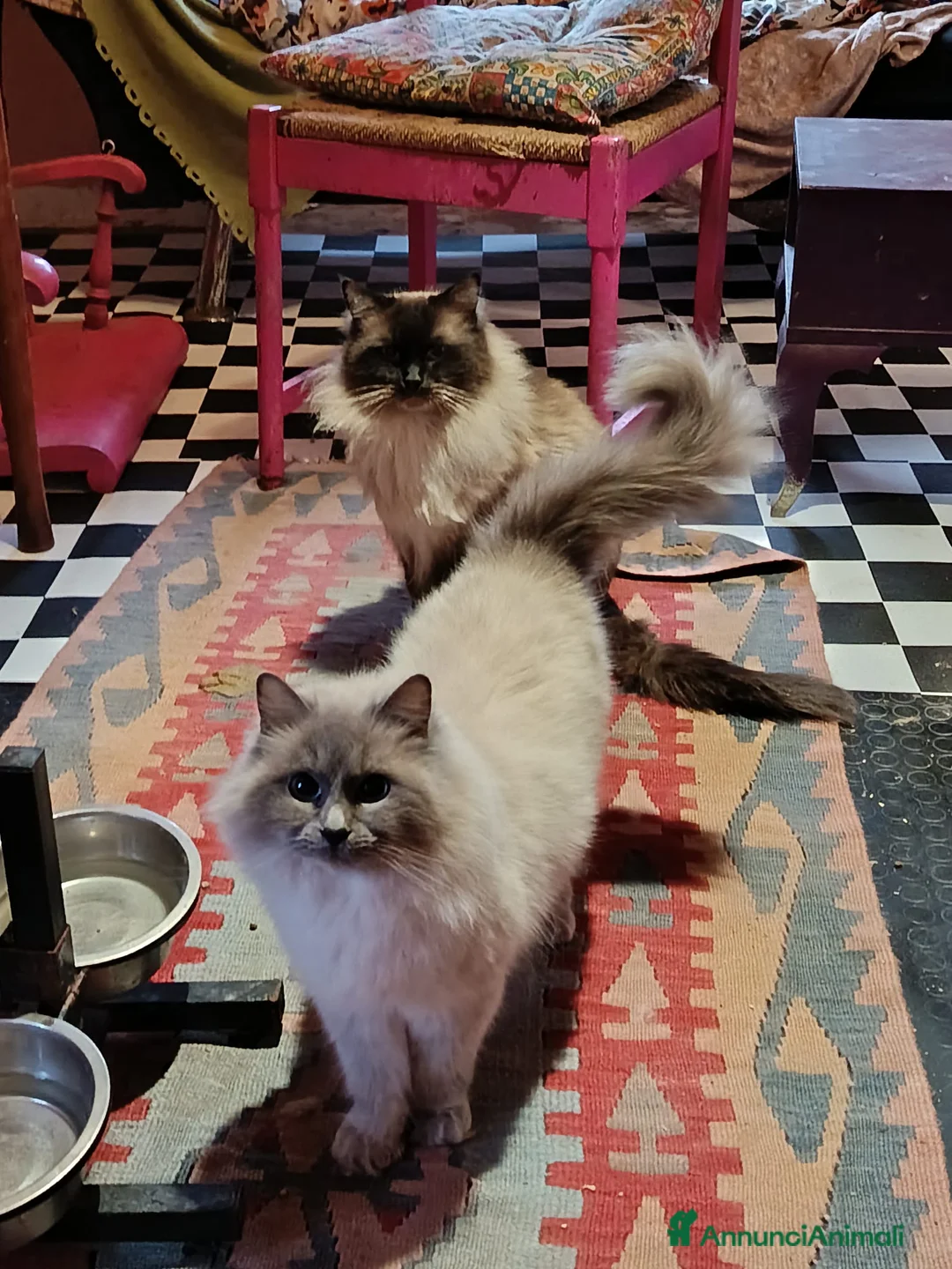 Ragdoll gatti in vendita: Splendidi cuccioli Ragdoll - Annuncio 1