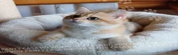 Scottish gatti in vendita: Cuccioli Scottish Straight - Annuncio 15