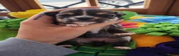 Chihuahua cani in vendita: Allevamento riconosciuto ENCI  a Provincia di Pescara - Annuncio 4