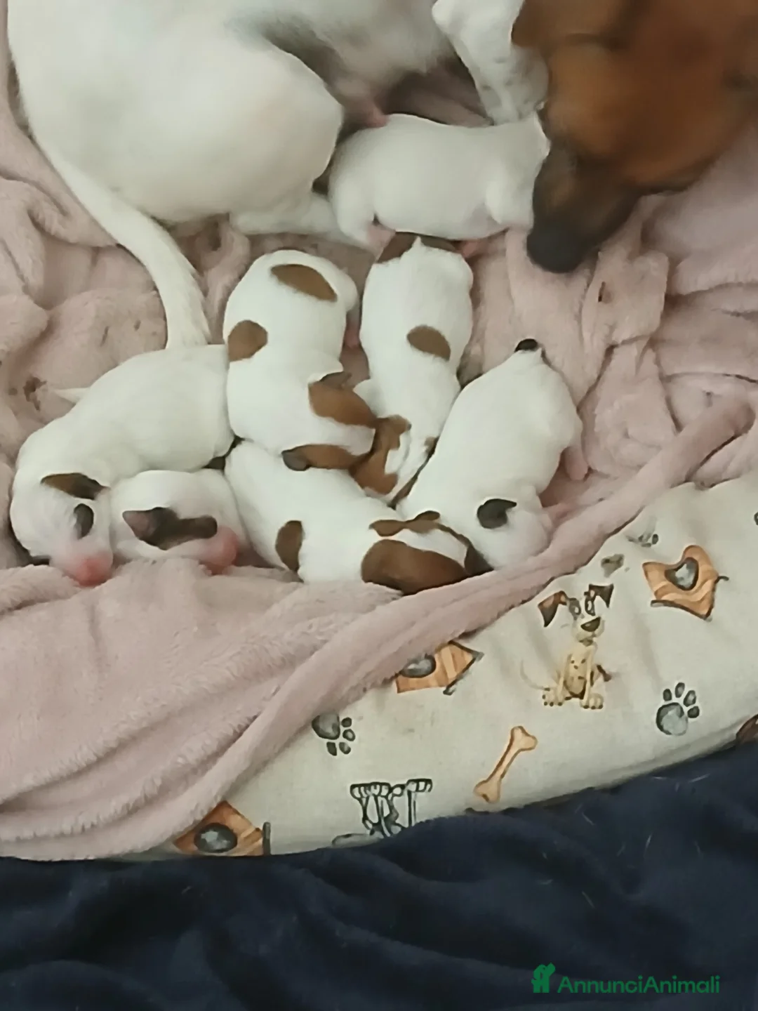 Jack Russell cani in vendita: Cuccioli maschi jack russell a Città Metropolitana di Genova - Annuncio 2