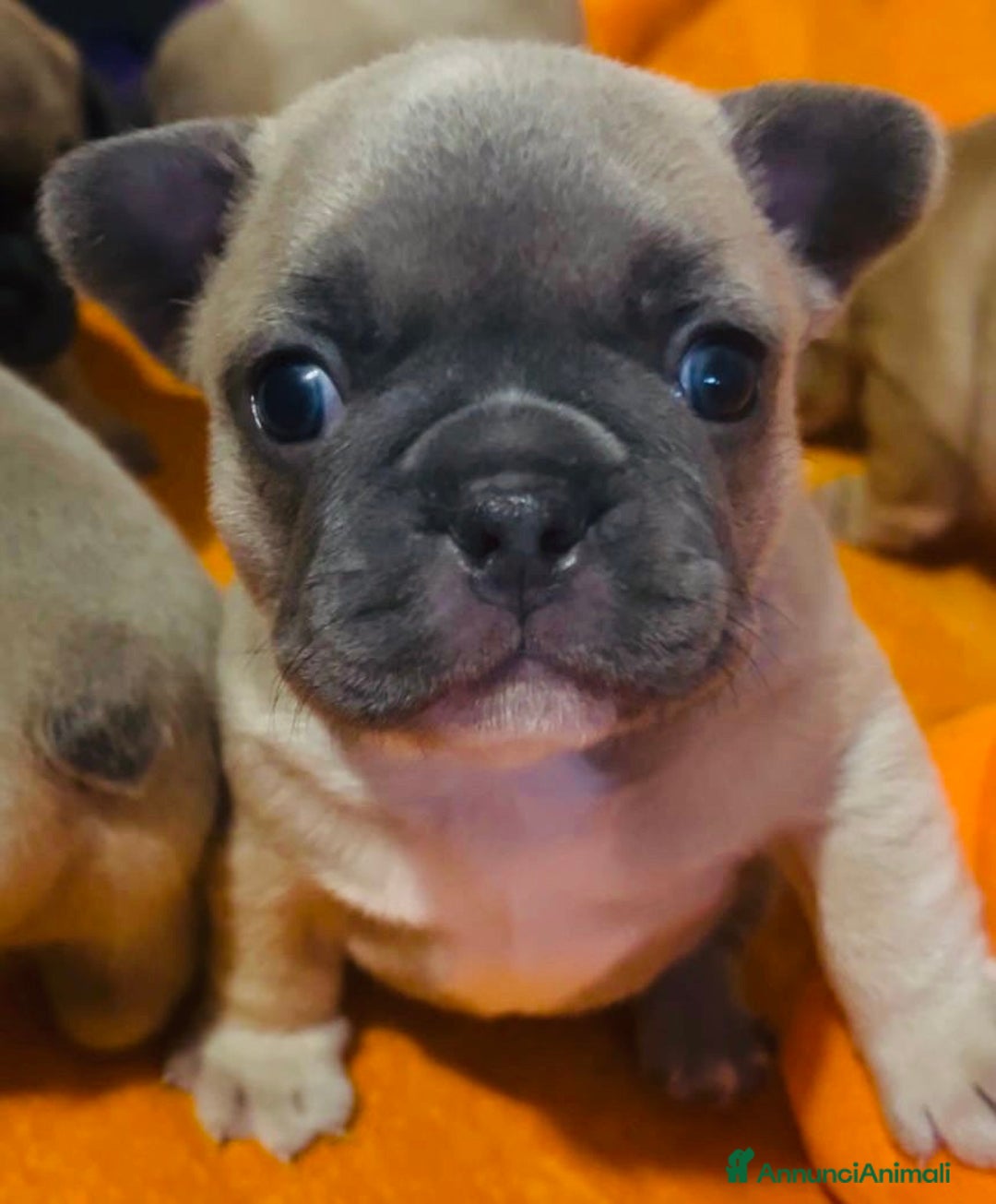Bulldog Francese cani in vendita: Cuccioli di bulldog francese  - Annuncio 12
