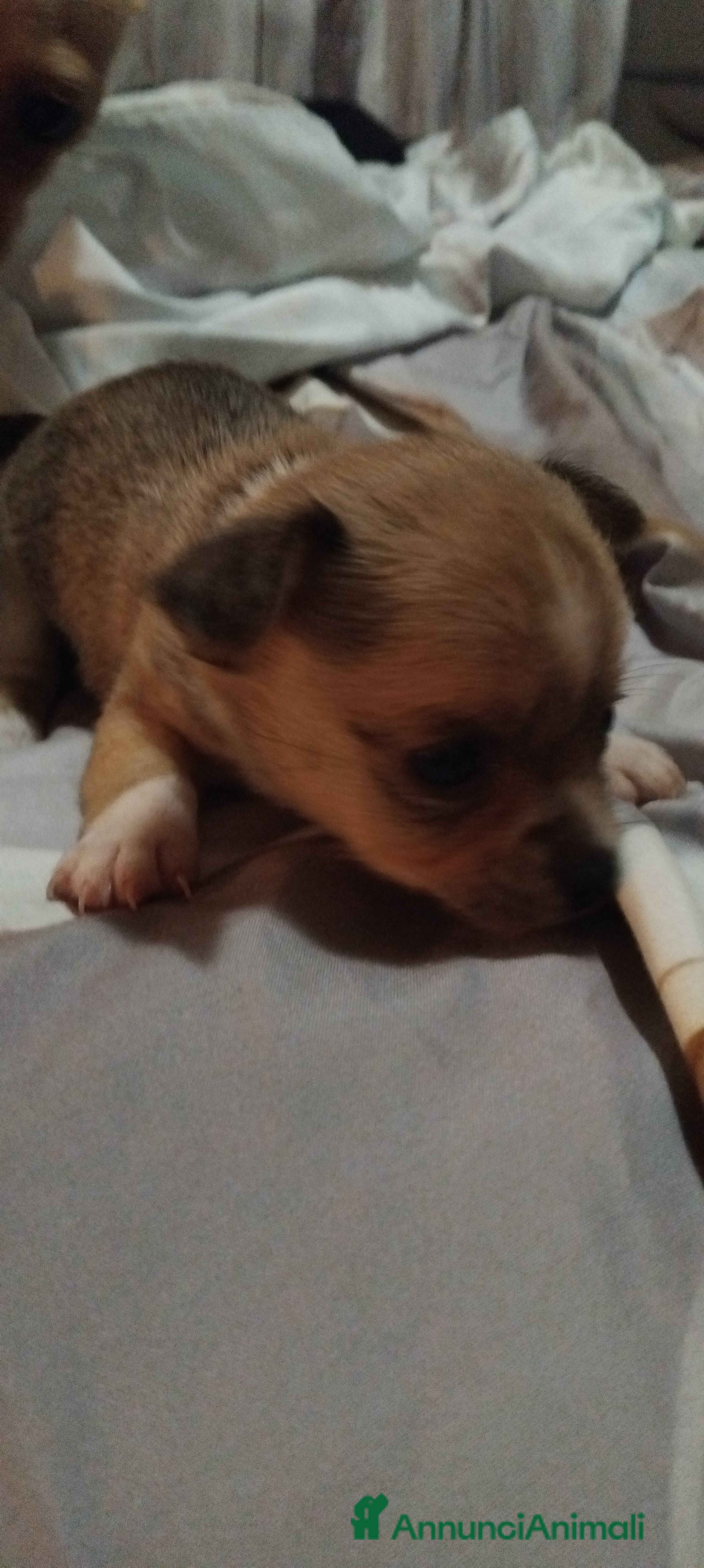 Chihuahua cani Cuccioli di Chihuahua - Annuncio 8